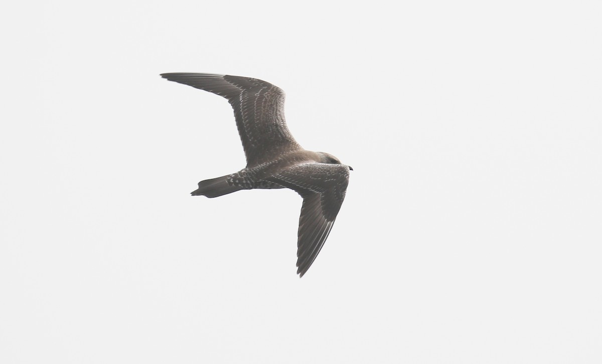Long-tailed Jaeger - ML38986781