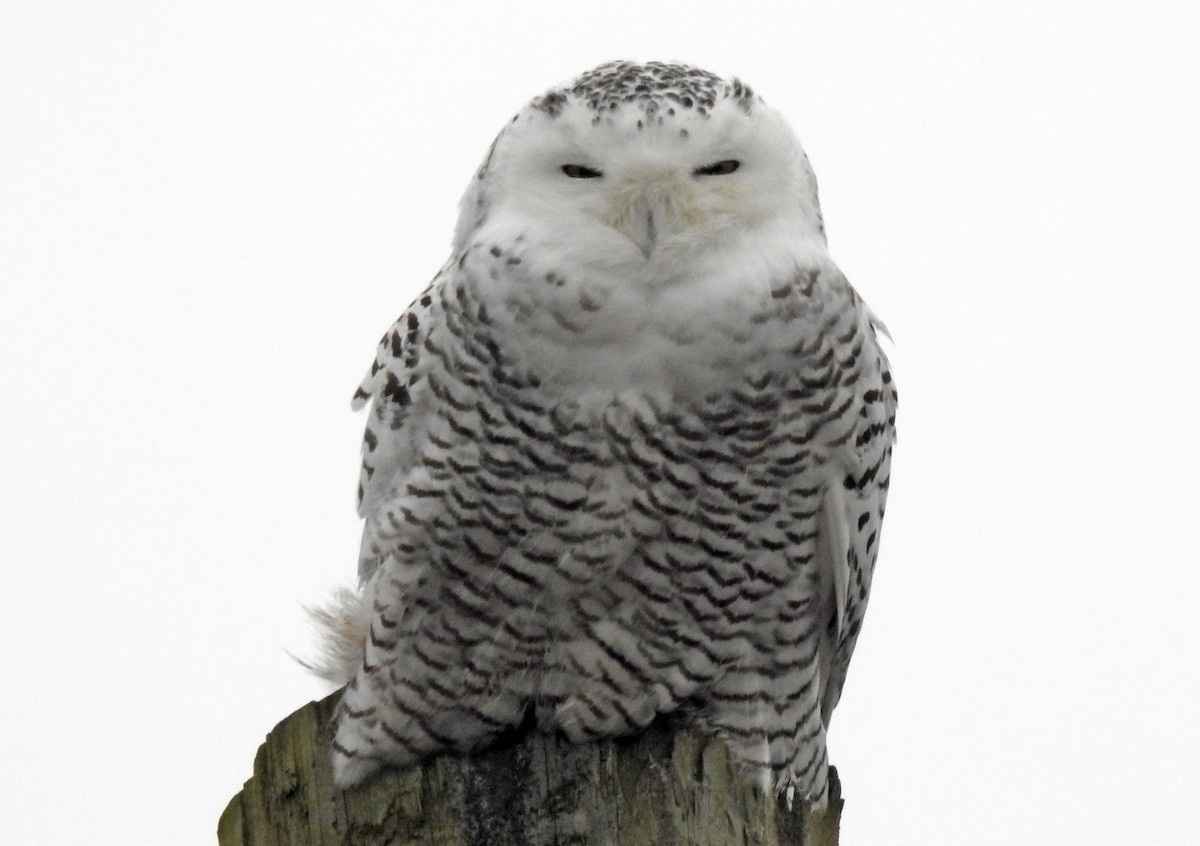 Snowy Owl - ML389870401