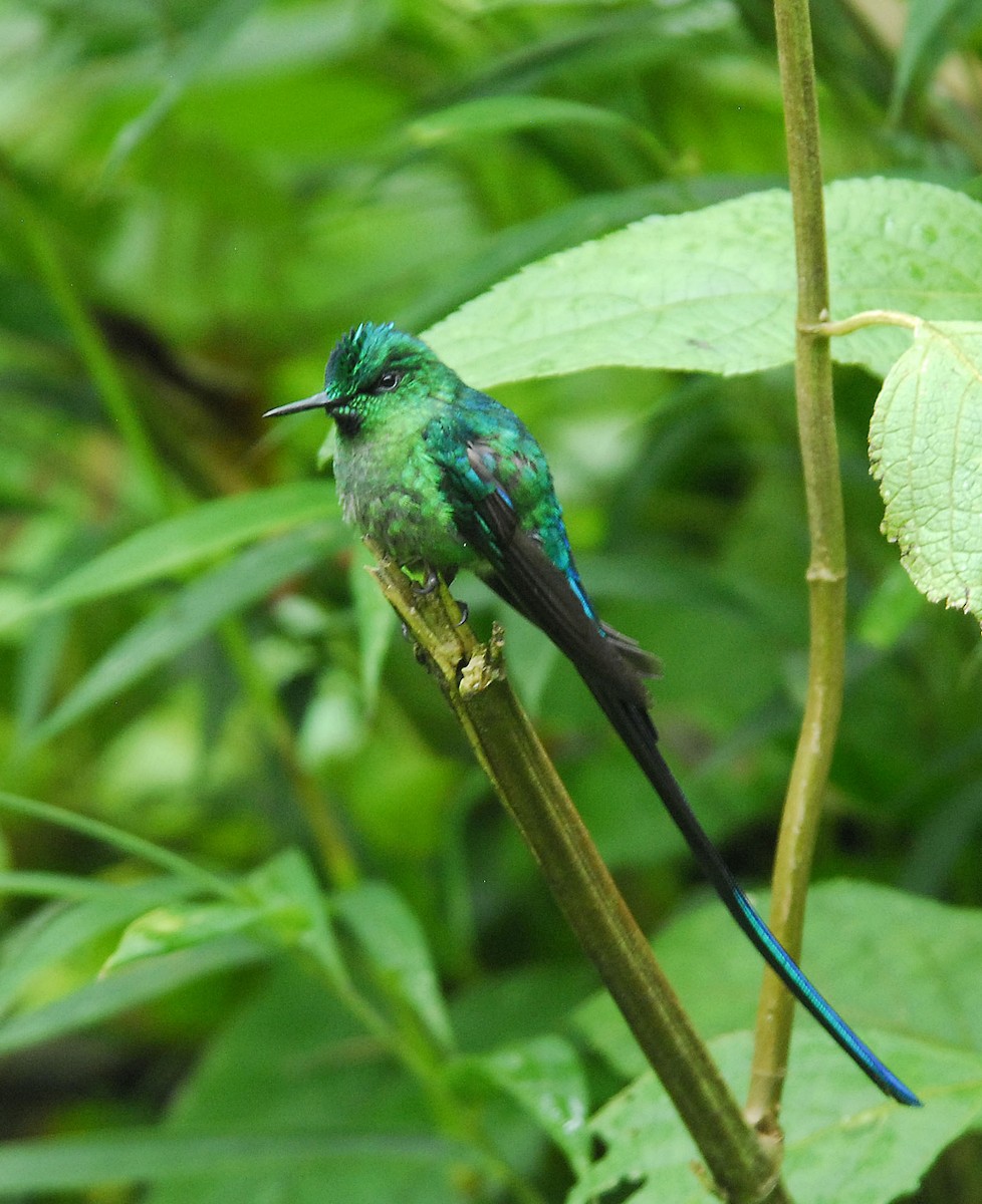 Long-tailed Sylph - ML389878881