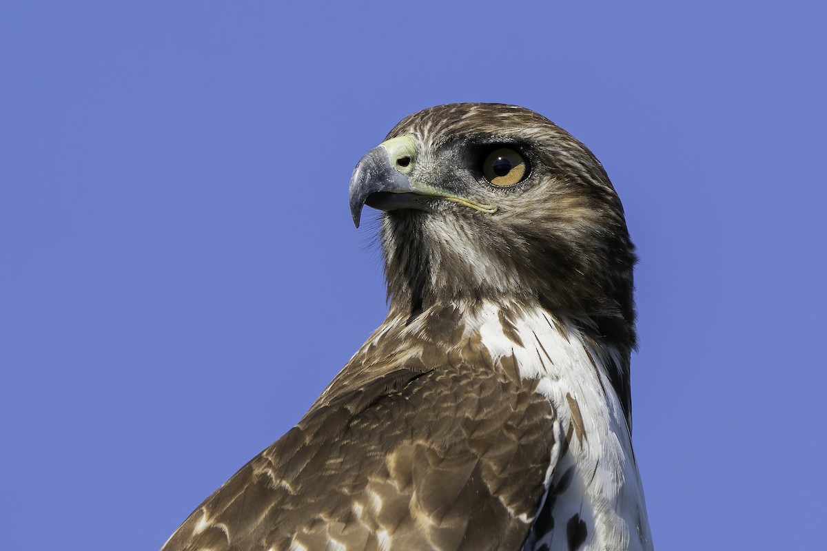 Red-tailed Hawk (calurus/alascensis) - Derek Lecy