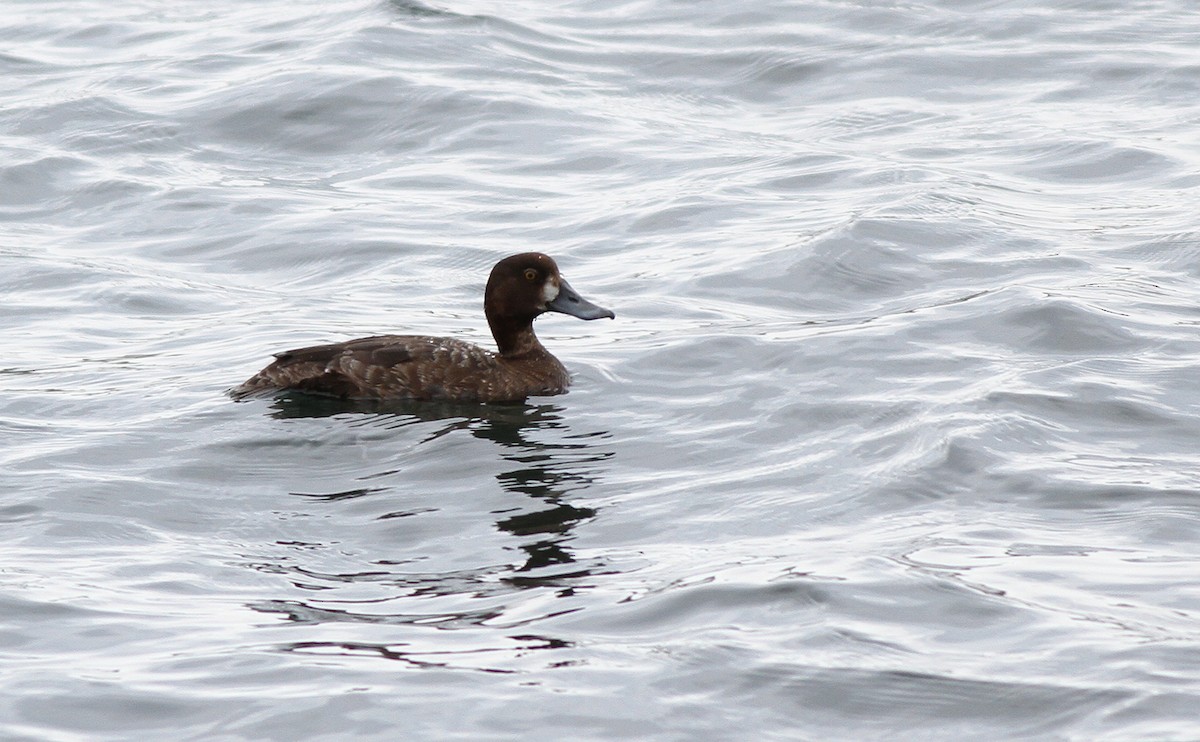 Greater Scaup - ML38988681