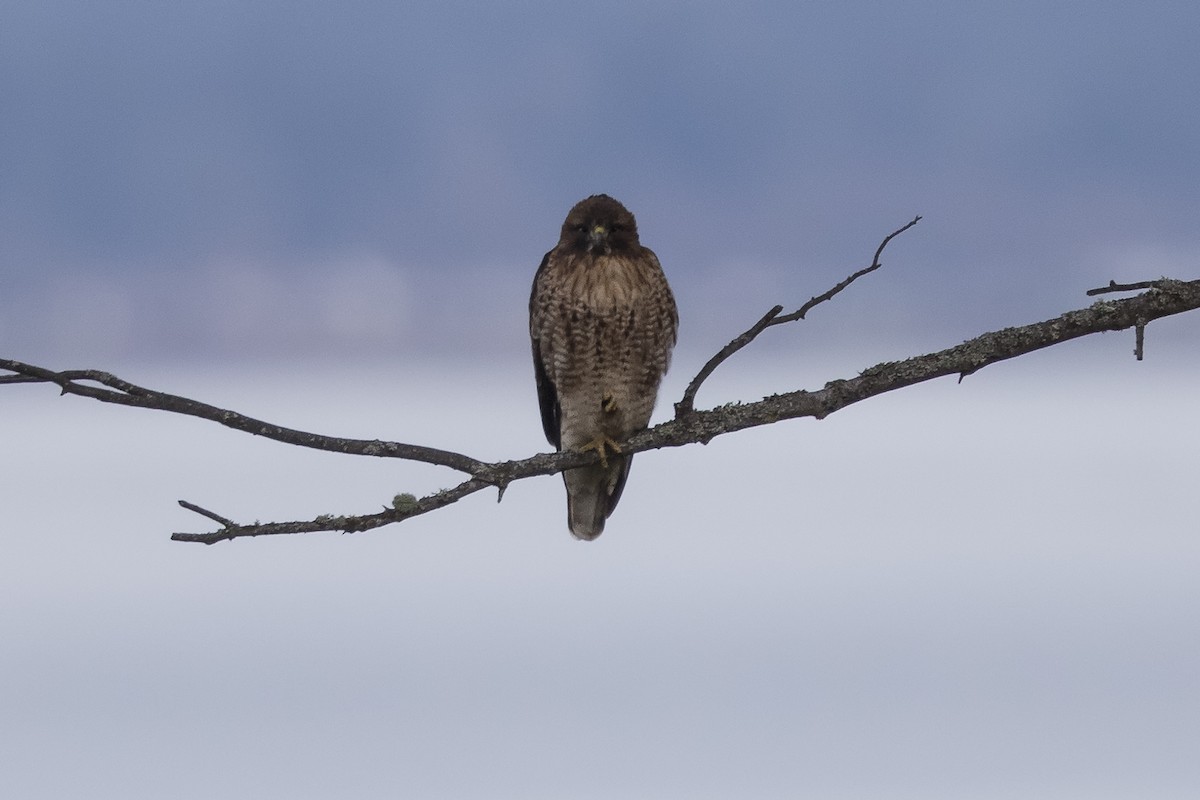 Red-tailed Hawk (calurus/alascensis) - ML389890891