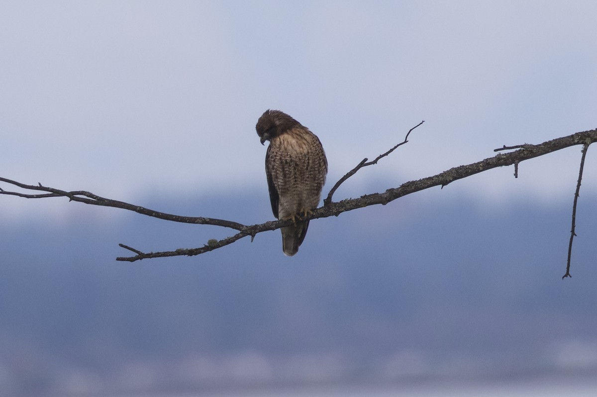 Red-tailed Hawk (calurus/alascensis) - ML389891281