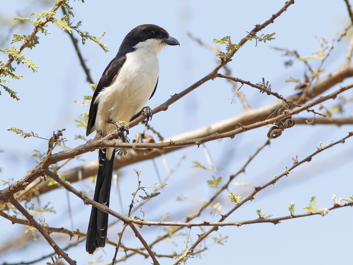 Long-tailed Fiscal - ML389892681