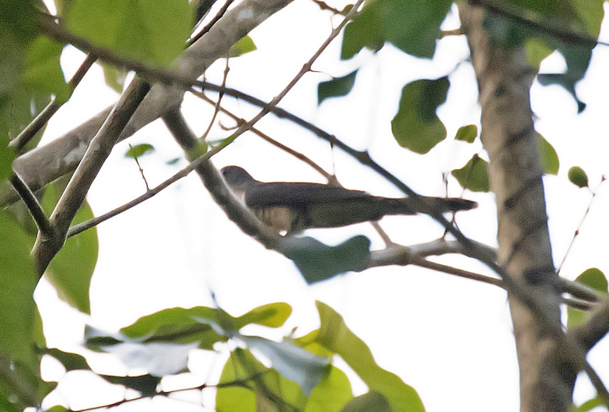 Olive Long-tailed Cuckoo - ML389894701