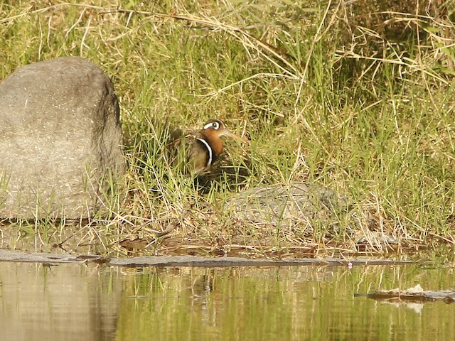 Greater Painted-Snipe