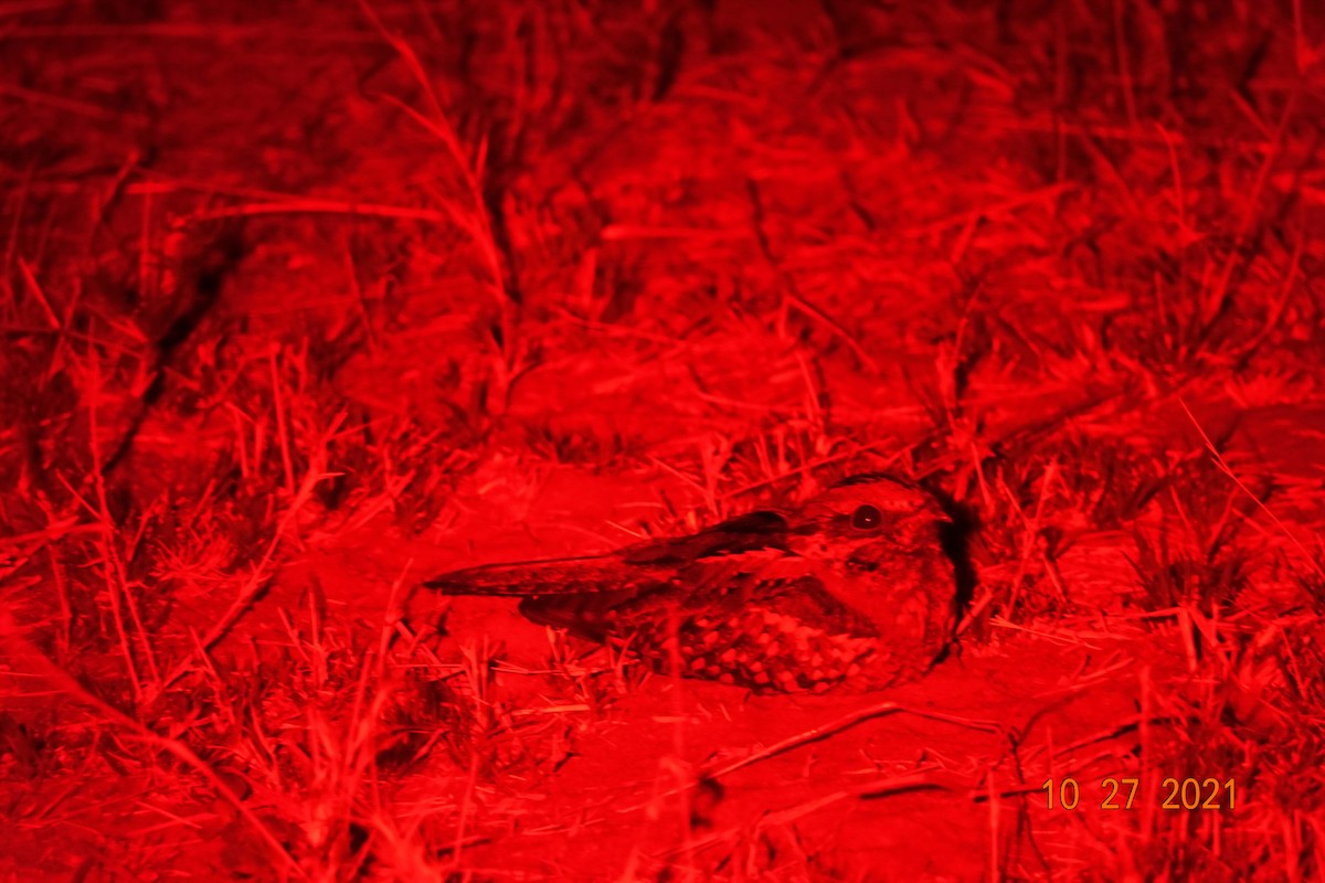 Fiery-necked Nightjar - ML389897911