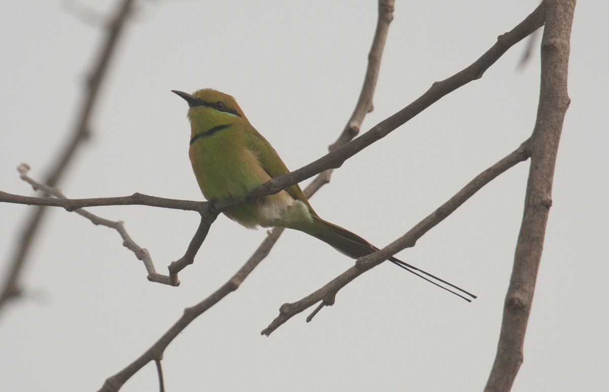 African Green Bee-eater - ML38990351