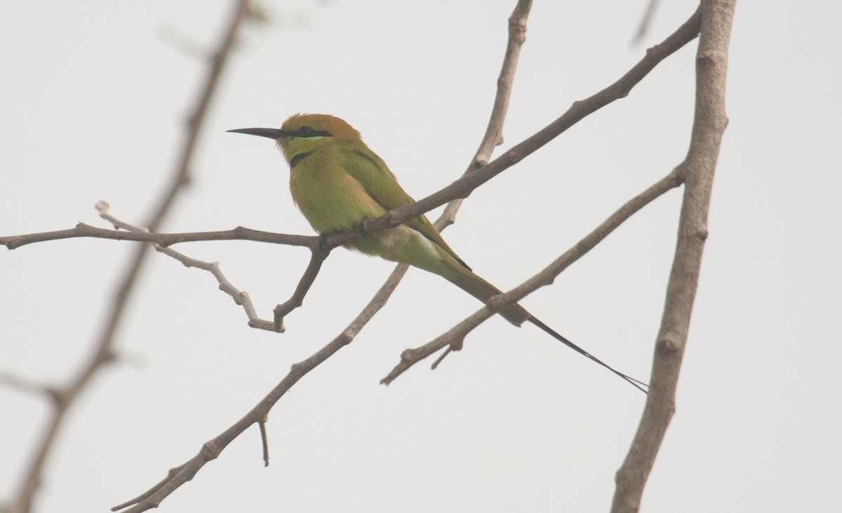 African Green Bee-eater - ML38990381