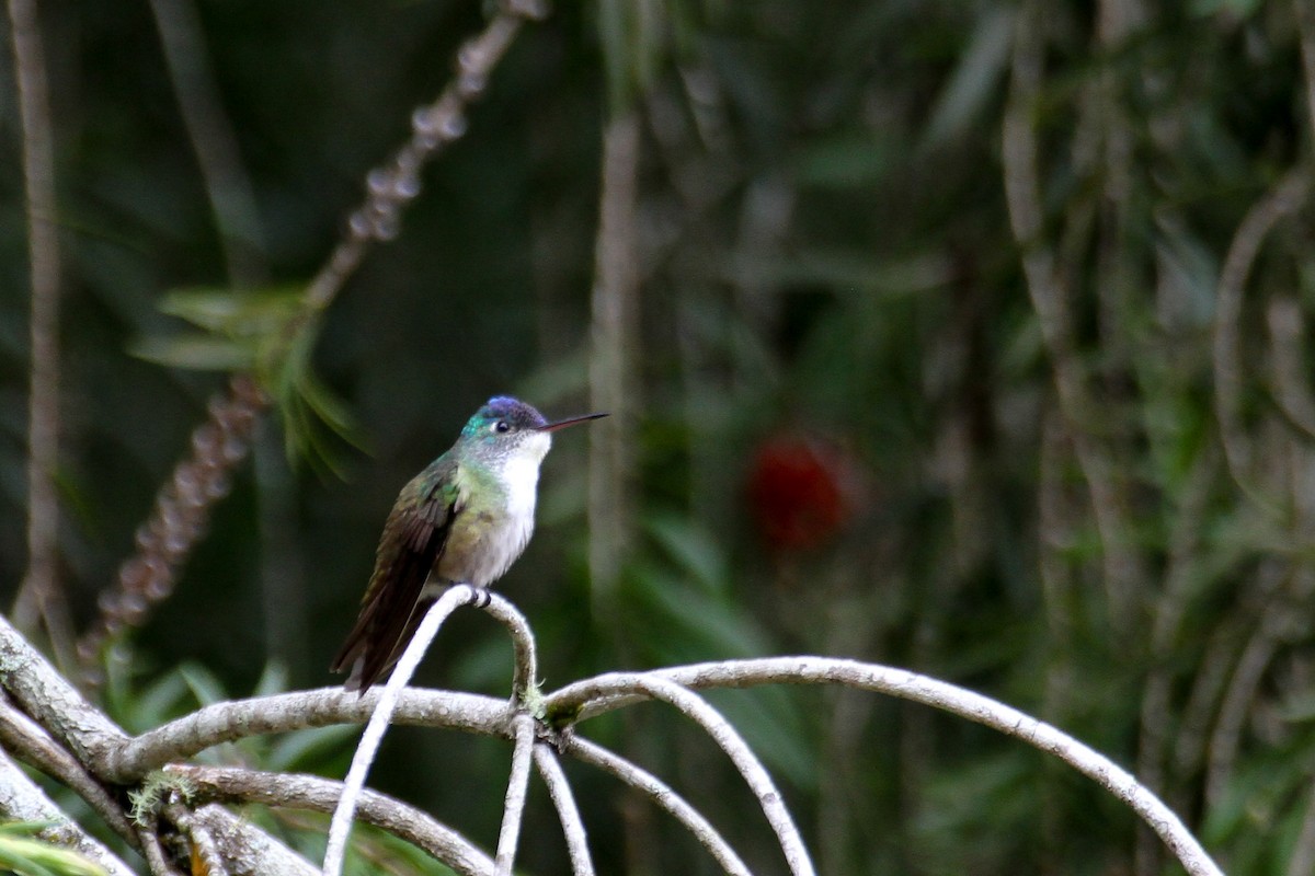 Azure-crowned Hummingbird - Carlos Funes