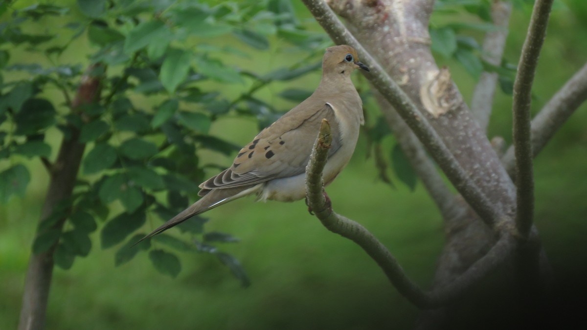 Mourning Dove - Rogers "Caribbean Naturalist" Morales