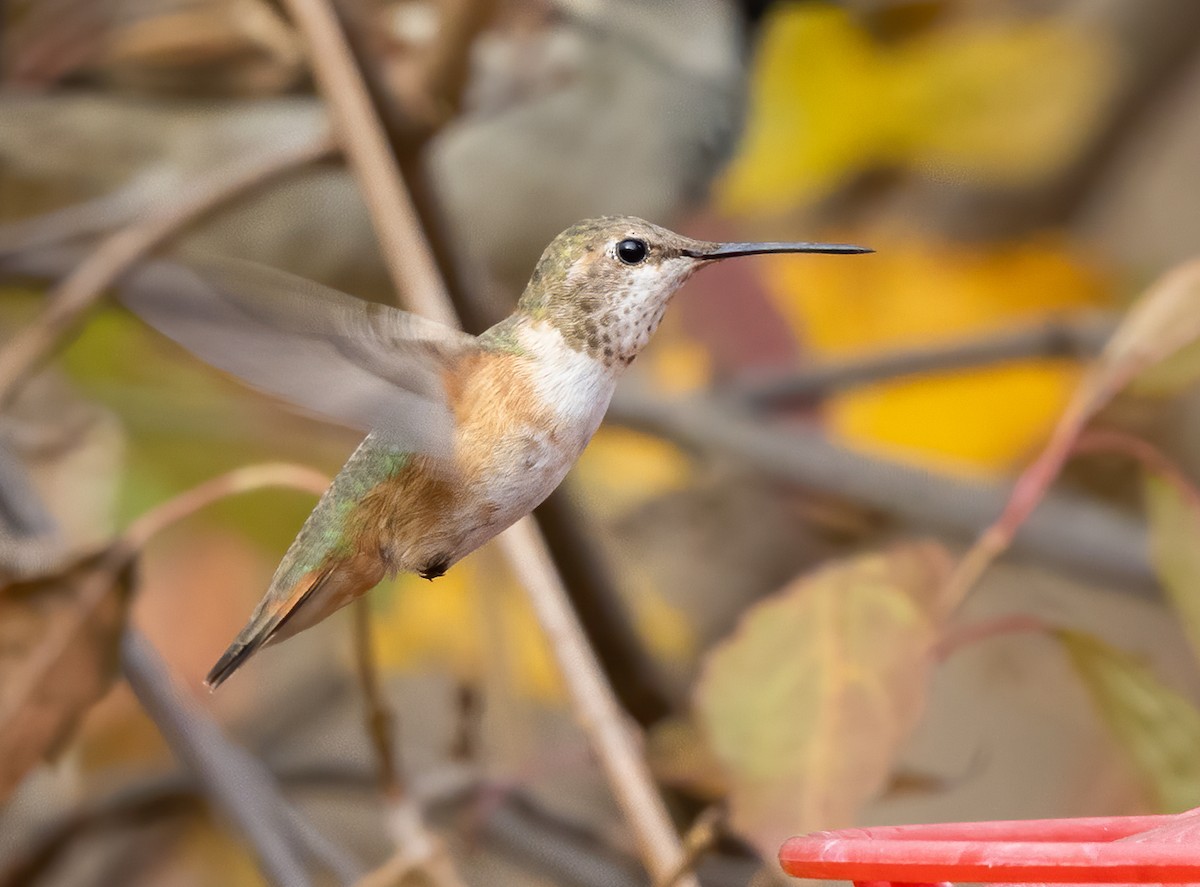 Rufous Hummingbird - Kalpesh Krishna