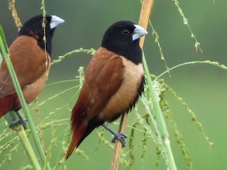  - Tricolored Munia