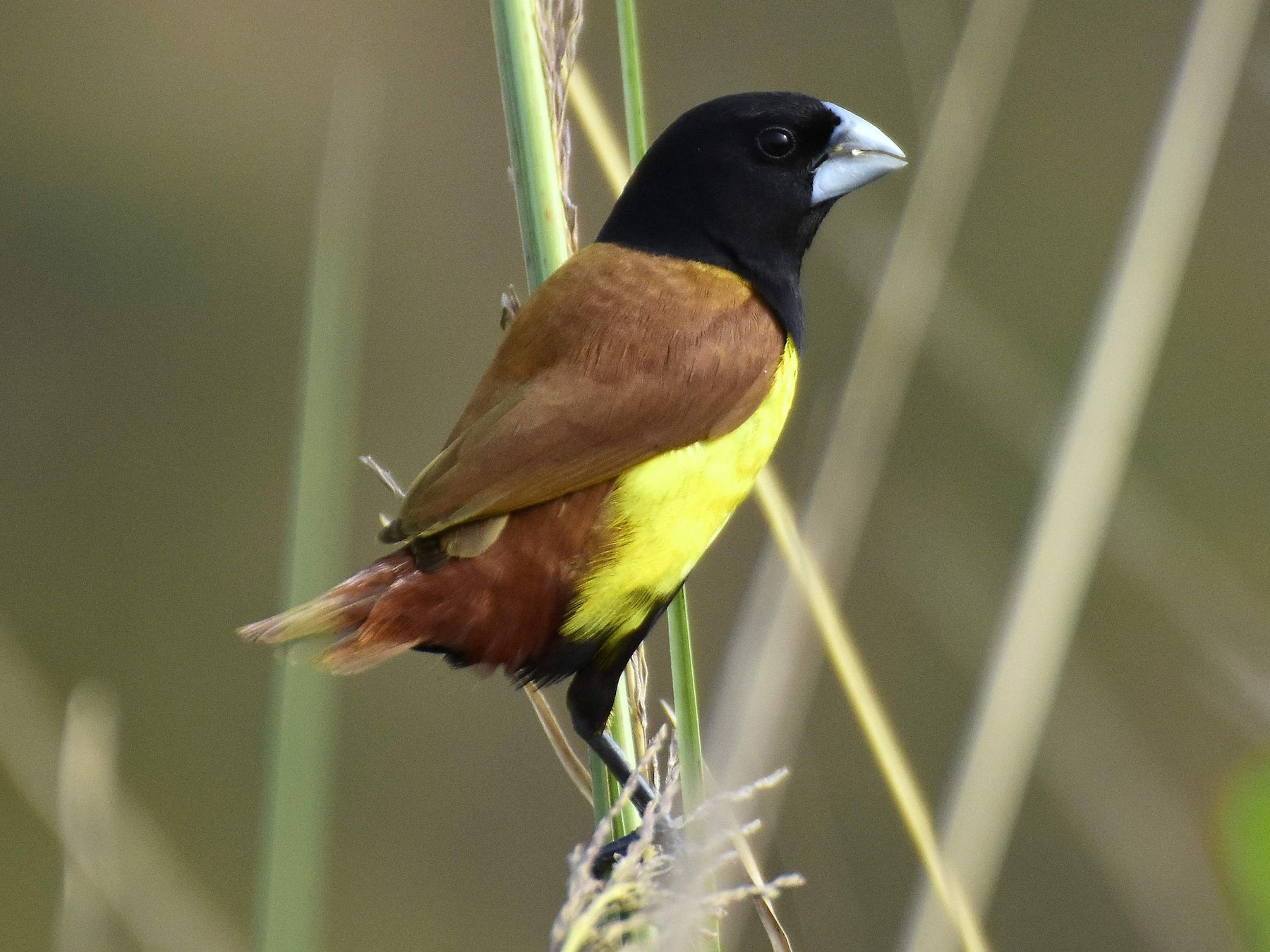 Tricolored Munia - Anonymous