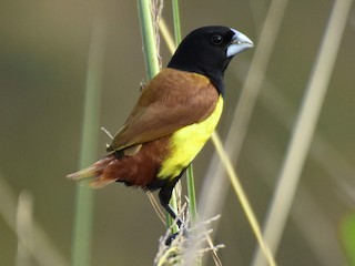  - Tricolored Munia
