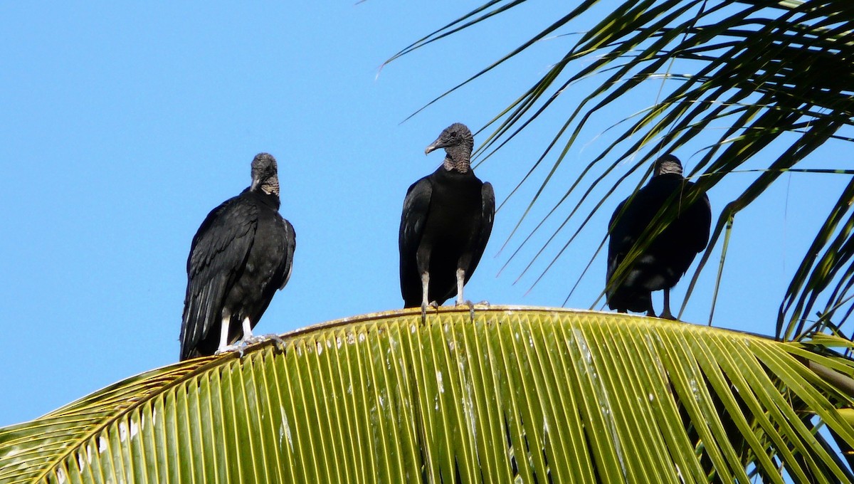 Black Vulture - Paul Bartlett