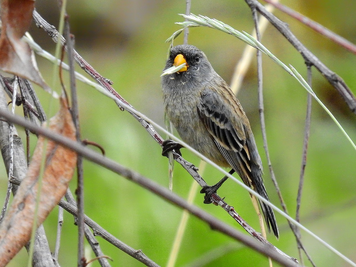 Band-tailed Seedeater - ML389915161