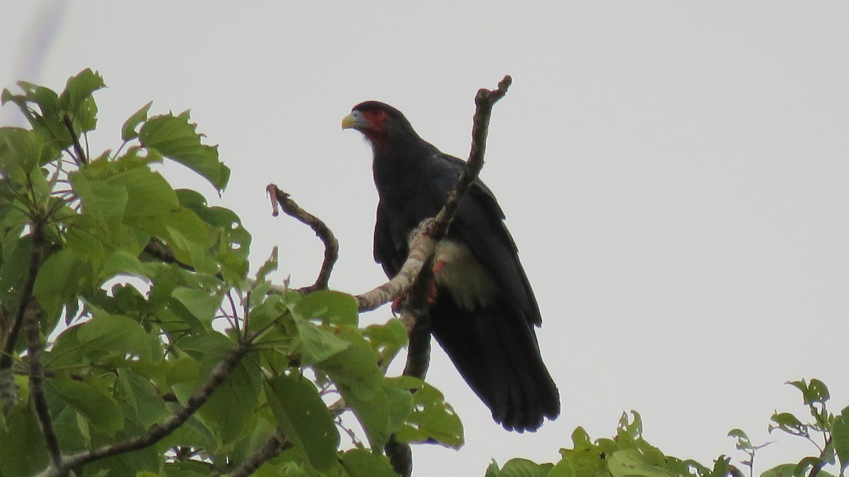 Red-throated Caracara - Martien Prins