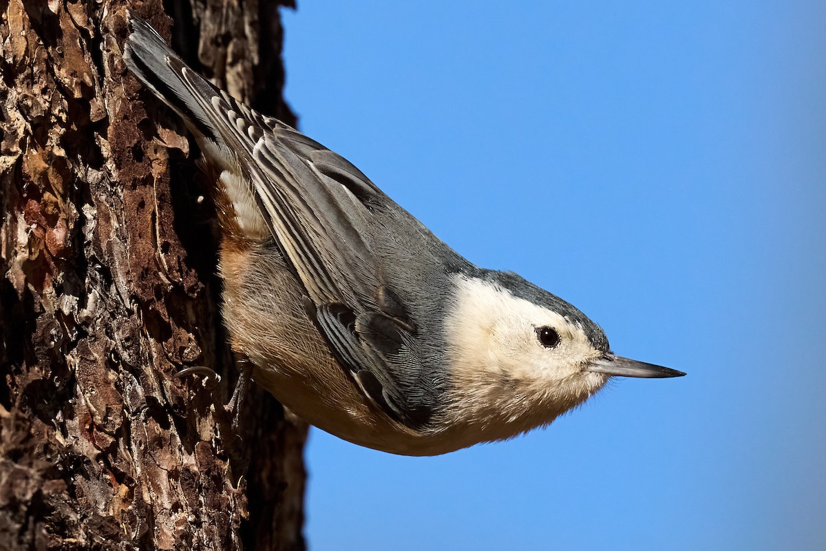 White-breasted Nuthatch - ML389918351