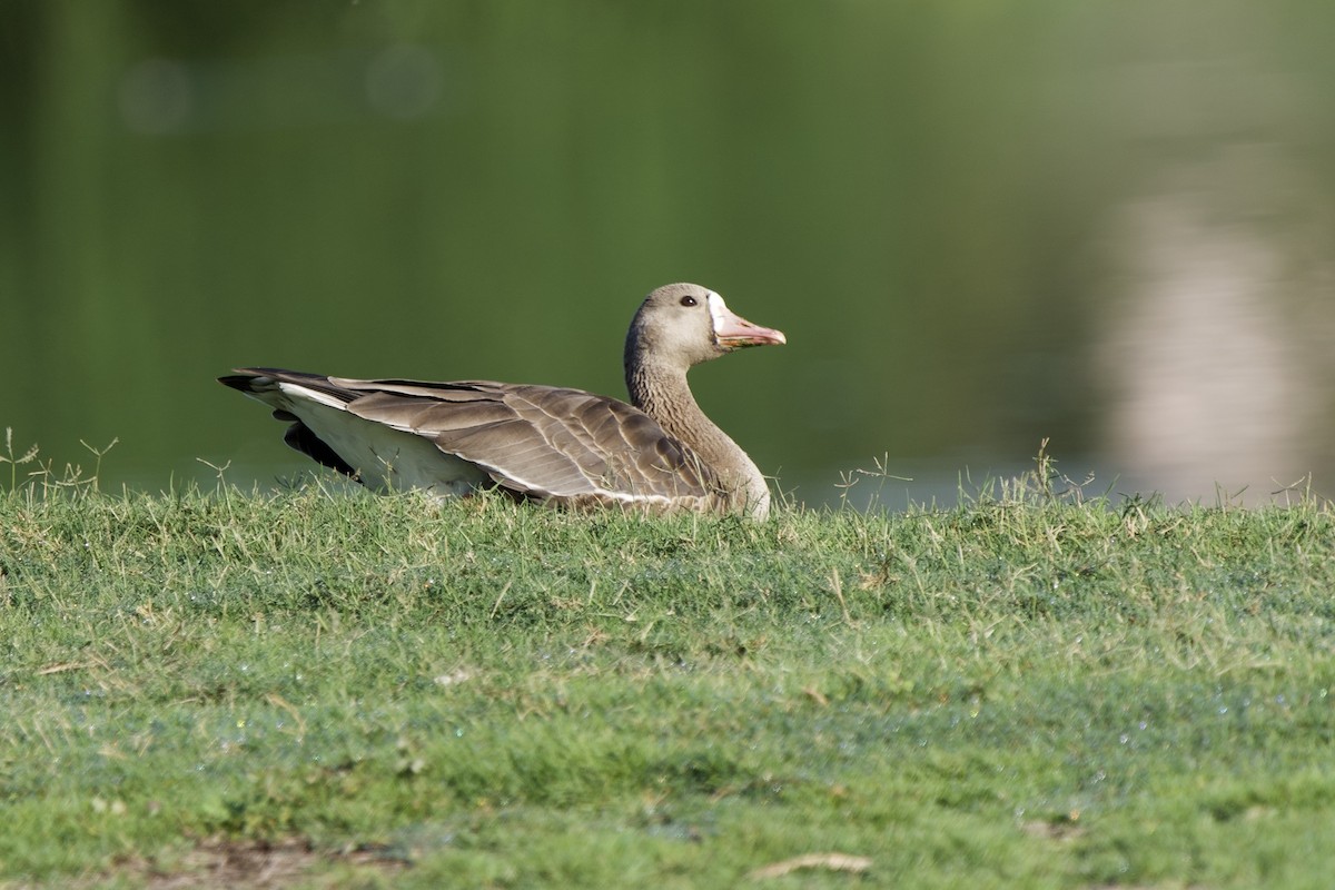 Greater White-fronted Goose - ML389918361