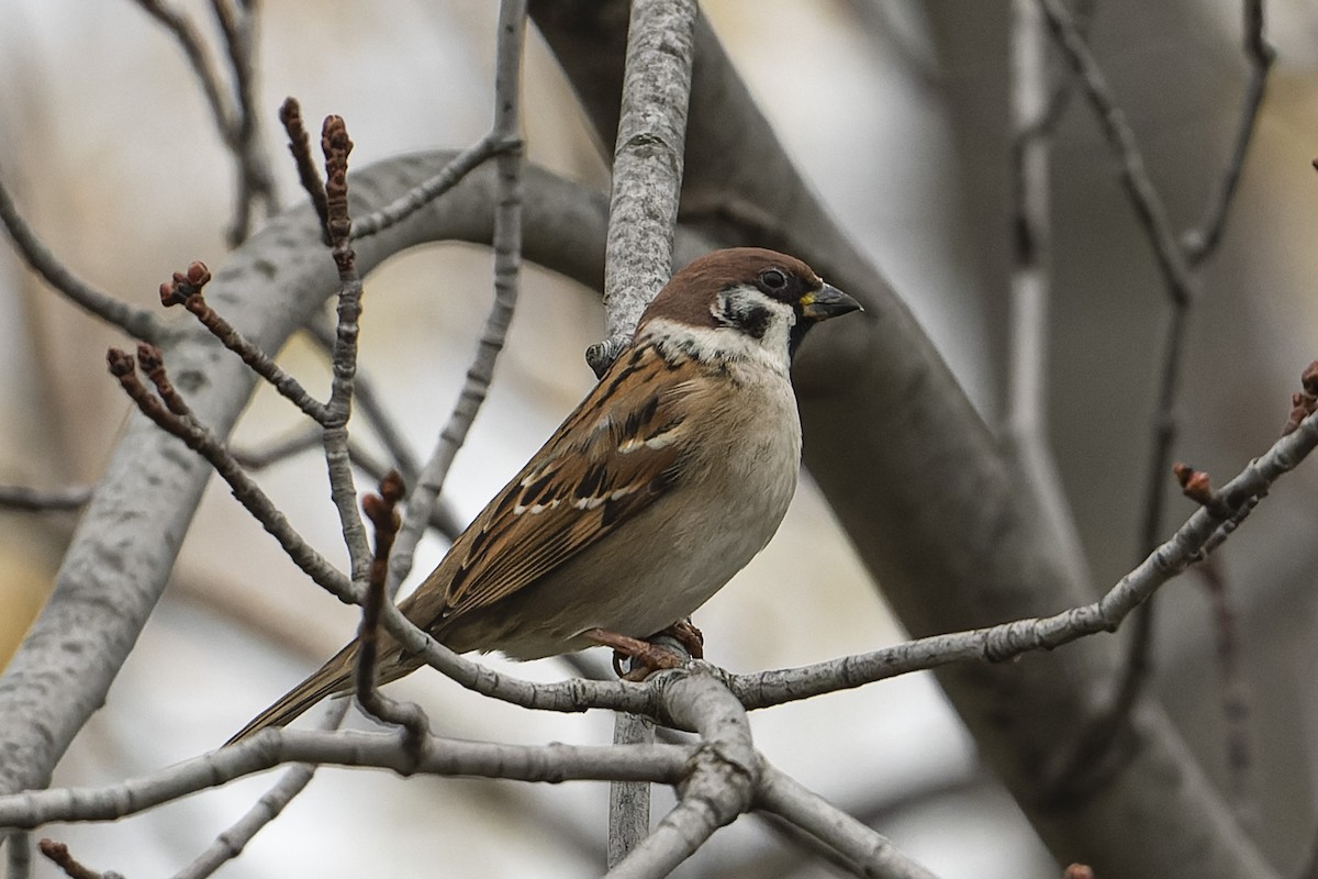 Eurasian Tree Sparrow - ML389918551