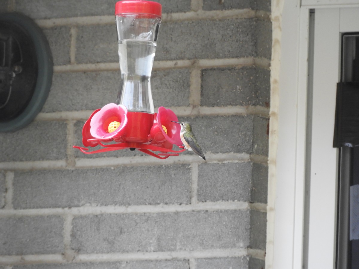 Rufous Hummingbird - ML389918911