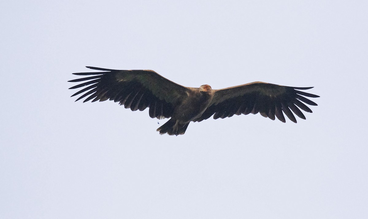Palm-nut Vulture - Peter Candido
