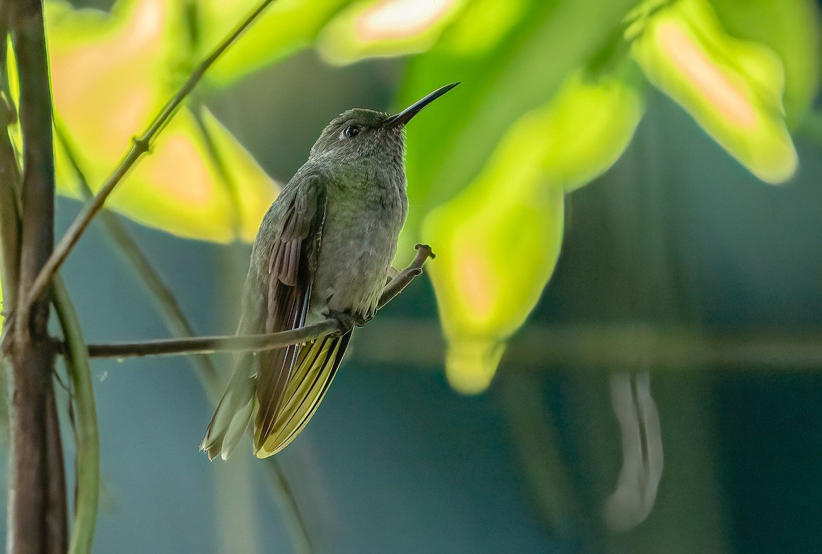 Scaly-breasted Hummingbird - ML389922661