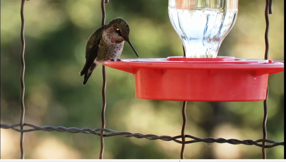 Anna's Hummingbird - shawn richmond