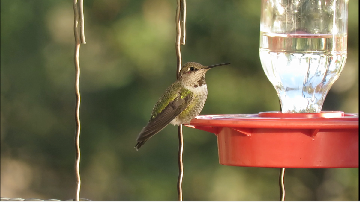 Anna's Hummingbird - ML38992581