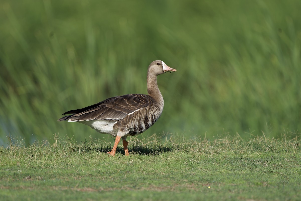 Greater White-fronted Goose - ML389929071