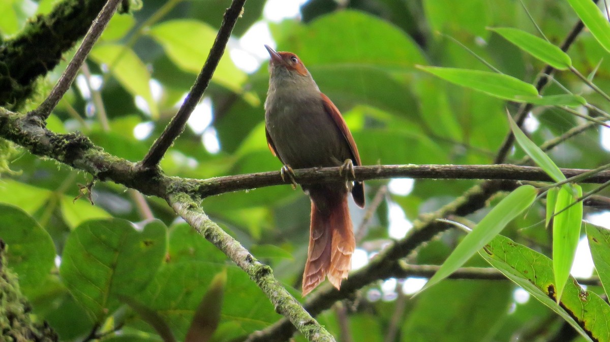 Red-faced Spinetail - Diane Thériault