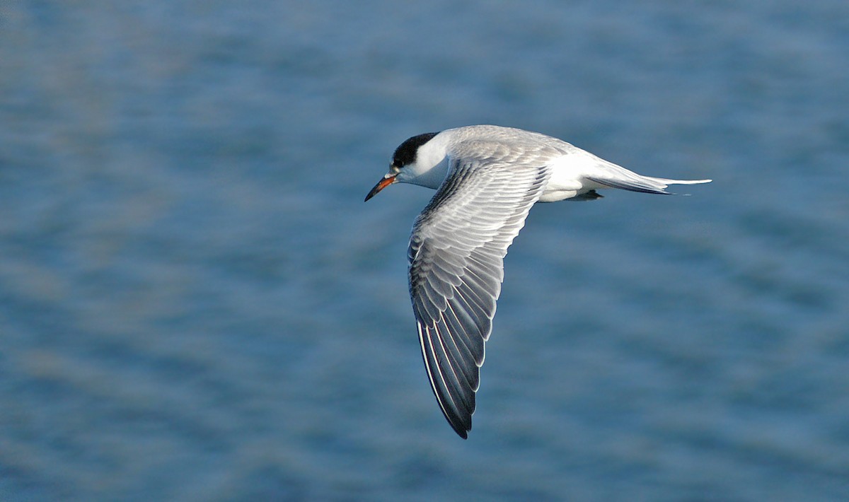 Common Tern - ML38993131