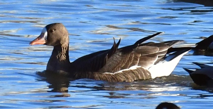 Greater White-fronted Goose - ML389933451