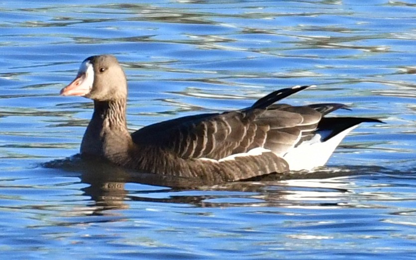 Greater White-fronted Goose - ML389933461