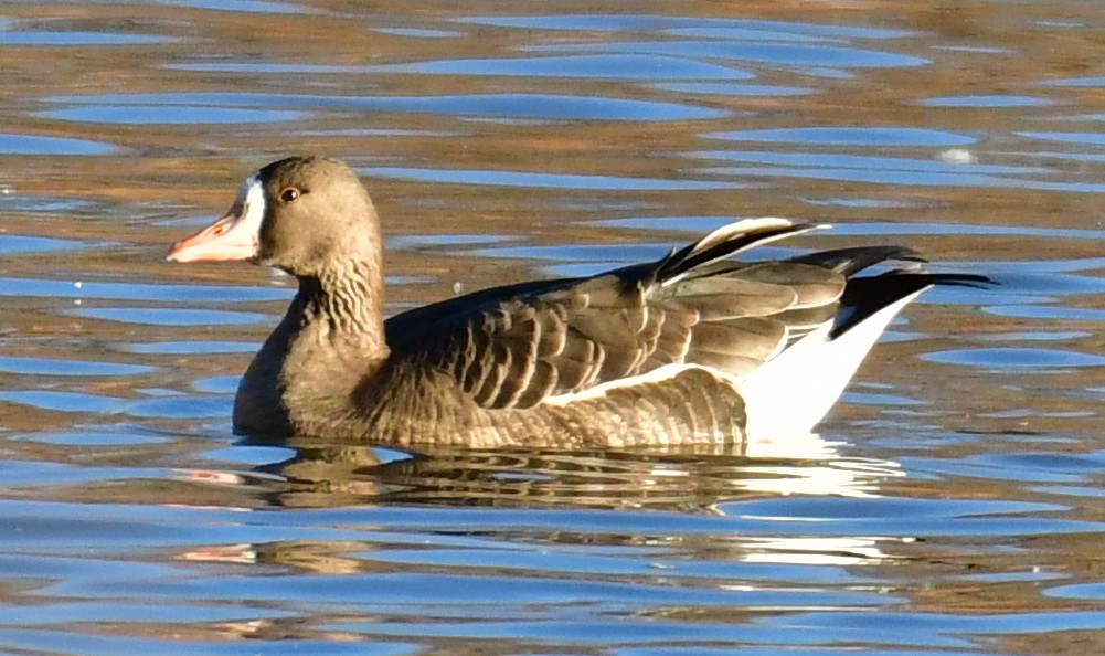 Greater White-fronted Goose - ML389933471