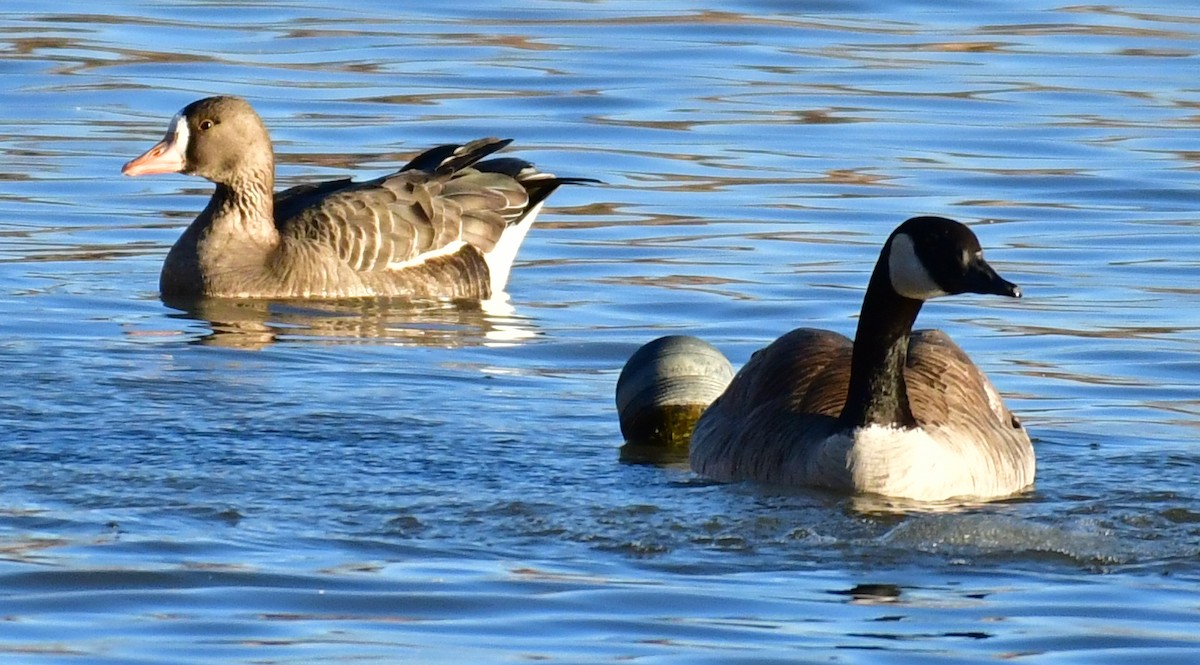 Greater White-fronted Goose - ML389933491