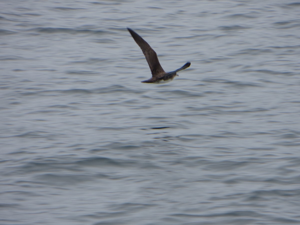 Pink-footed Shearwater - ML38993501