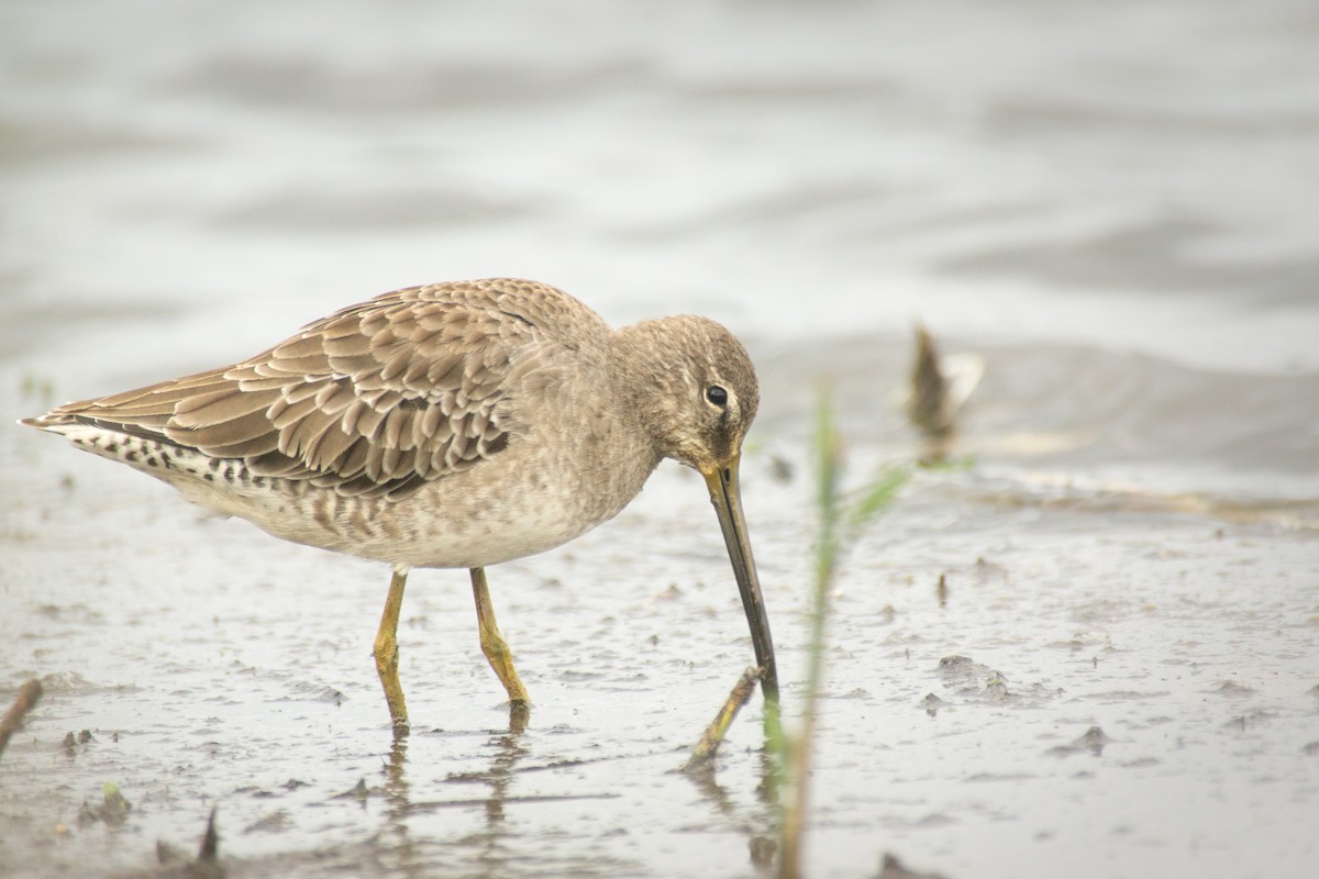 Long-billed Dowitcher - ML389936011