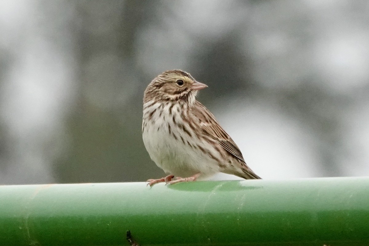 Savannah Sparrow - ML389946991