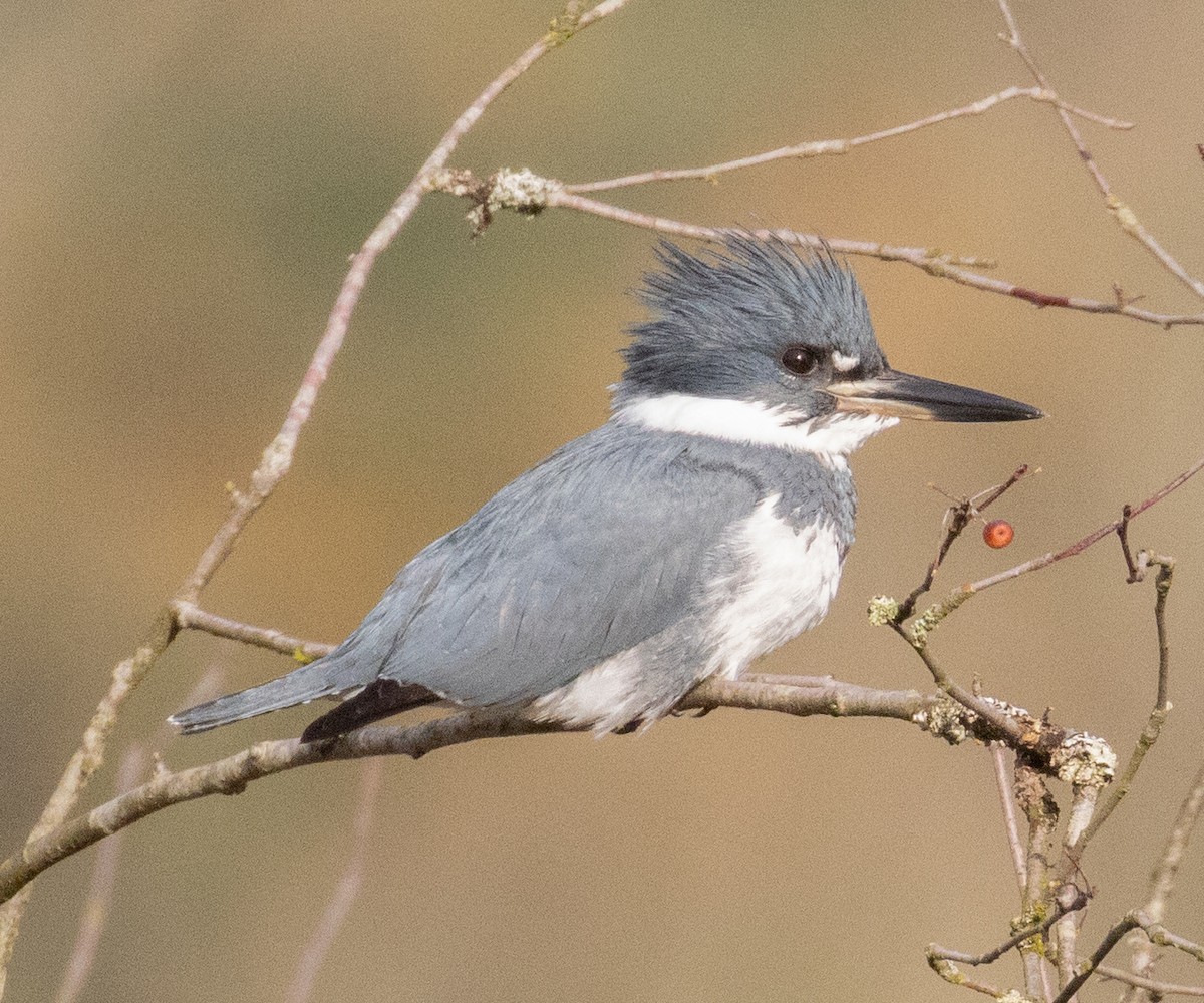 Belted Kingfisher - ML389947701