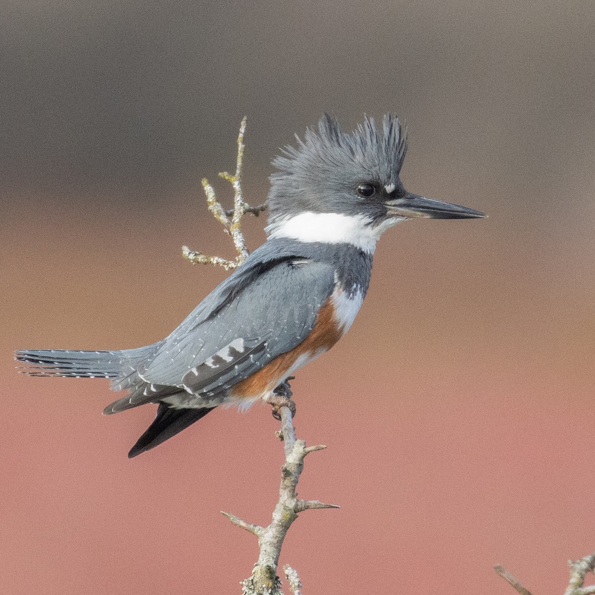 Belted Kingfisher - ML389947751