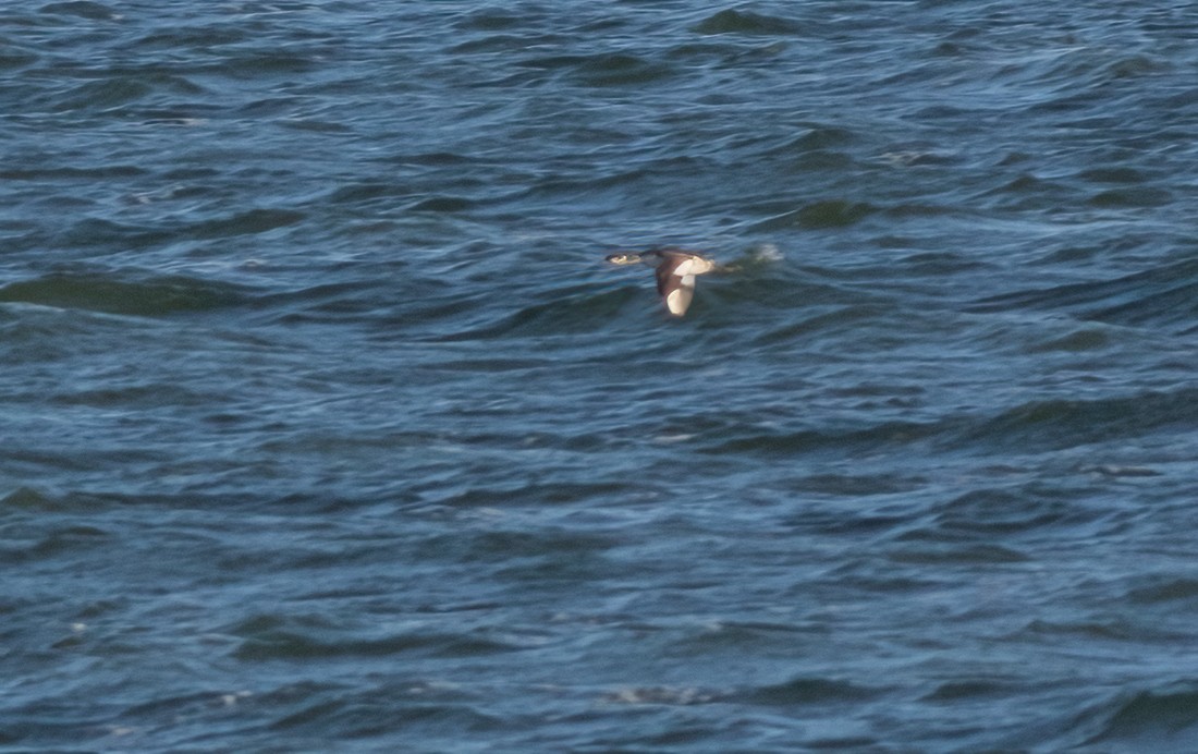 Red-necked Grebe - ML389949241