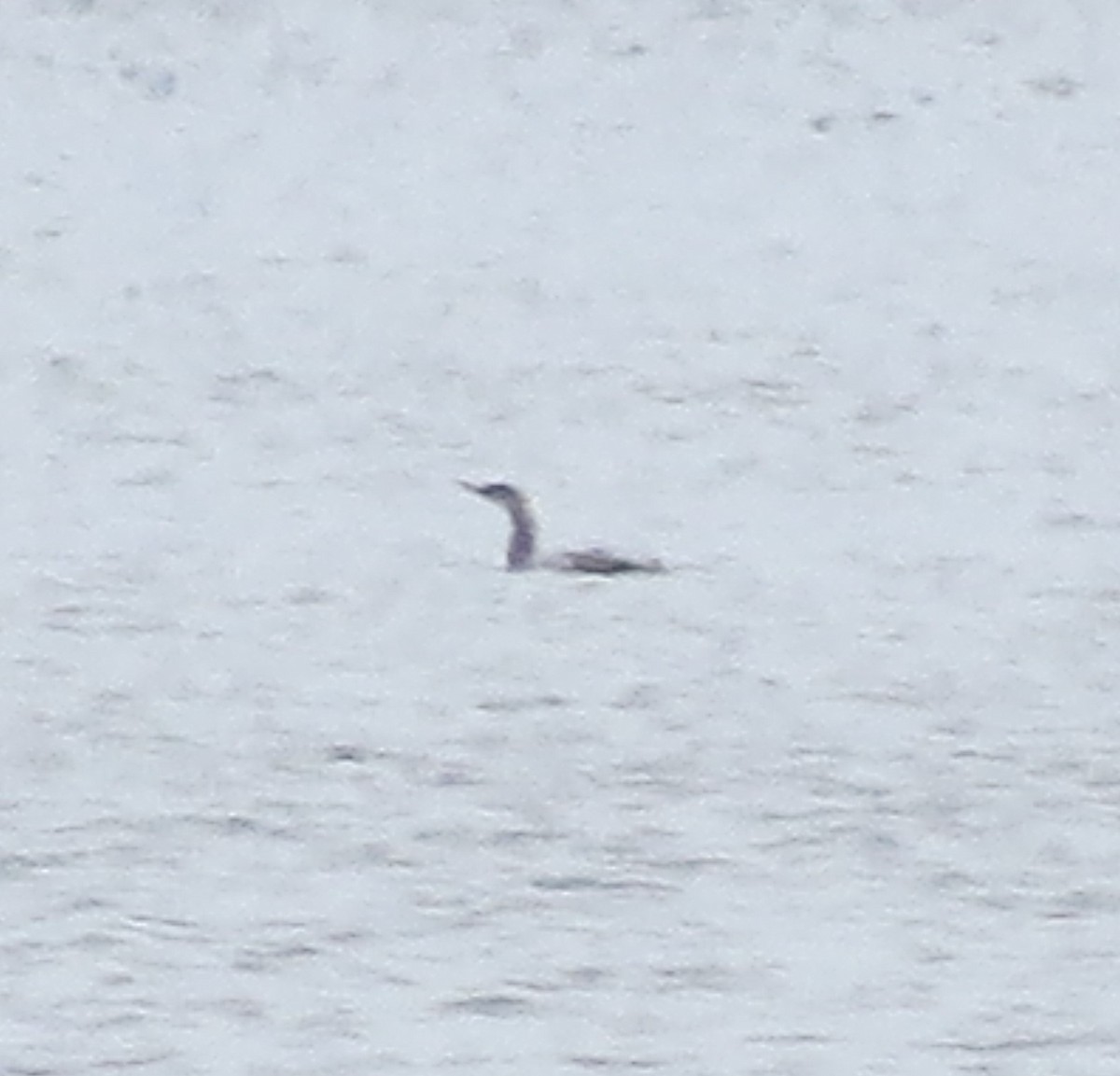 Red-throated Loon - ML389949451