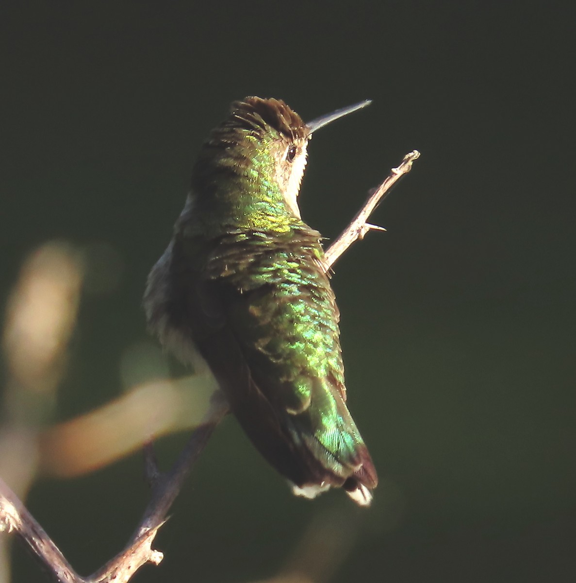 Ruby-throated Hummingbird - Phil Arneson
