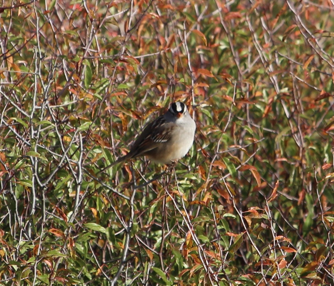 White-crowned Sparrow - ML38995551