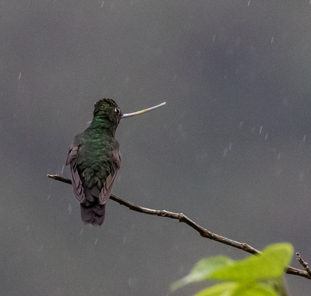 Sword-billed Hummingbird - ML389957371