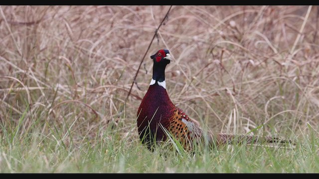 Ring-necked Pheasant - ML389957991