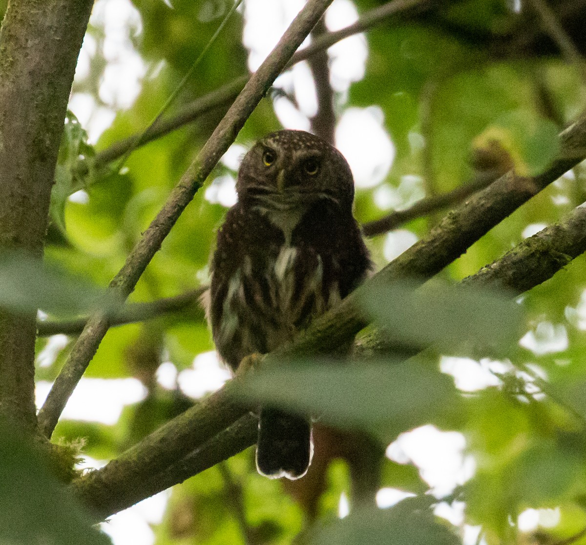 Yungas Pygmy-Owl - ML389959881