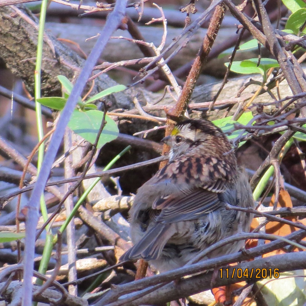 White-throated Sparrow - ML38996091